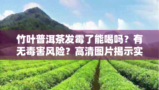 竹叶普洱茶发霉了能喝吗？有无害风险？高清图片揭示实情！