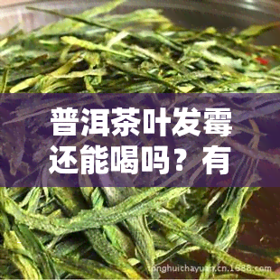 普洱茶叶发霉还能喝吗？有害吗？看图了解真相！