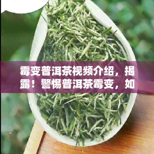 霉变普洱茶视频介绍，揭露！警惕普洱茶霉变，如何避免购买到问题茶叶？