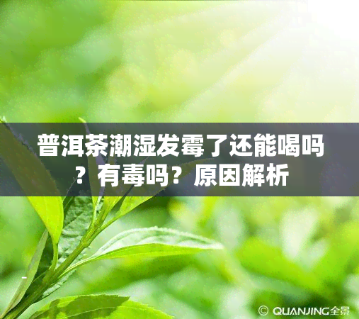 普洱茶潮湿发霉了还能喝吗？有吗？原因解析