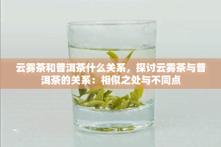 云雾茶和普洱茶什么关系，探讨云雾茶与普洱茶的关系：相似之处与不同点