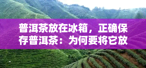 普洱茶放在冰箱，正确保存普洱茶：为何要将它放在冰箱中？