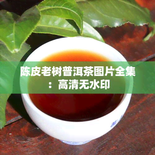 陈皮老树普洱茶图片全集：高清无水印