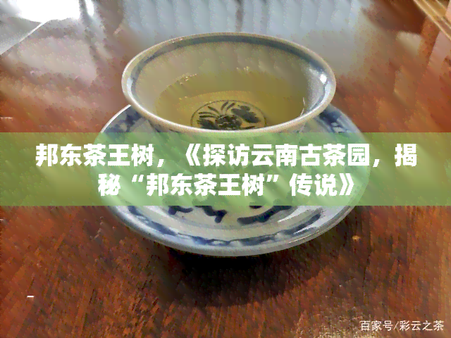 邦东茶王树，《探访云南古茶园，揭秘“邦东茶王树”传说》