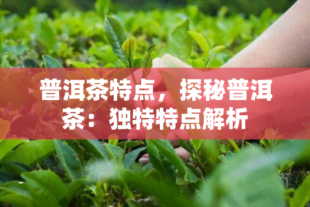 普洱茶特点，探秘普洱茶：独特特点解析