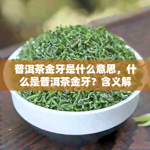 普洱茶金牙是什么意思，什么是普洱茶金牙？含义解析