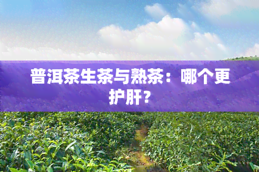 普洱茶生茶与熟茶：哪个更护肝？