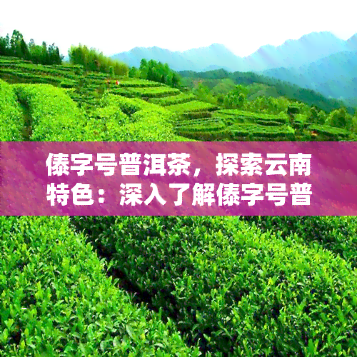 傣字号普洱茶，探索云南特色：深入了解傣字号普洱茶的魅力与文化