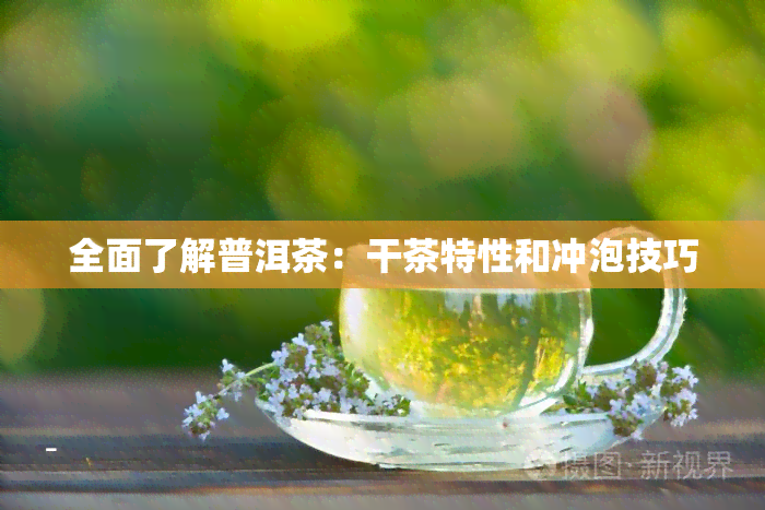 全面了解普洱茶：干茶特性和冲泡技巧