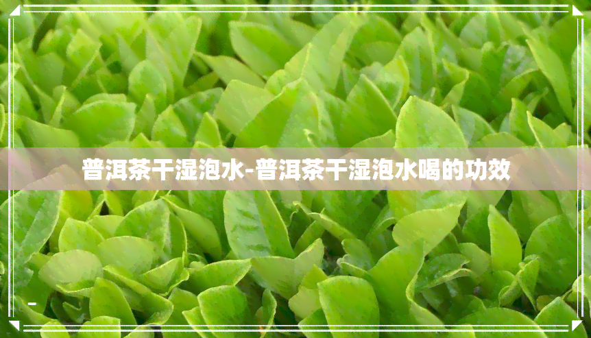 普洱茶干湿泡水-普洱茶干湿泡水喝的功效