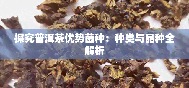 探究普洱茶优势菌种：种类与品种全解析