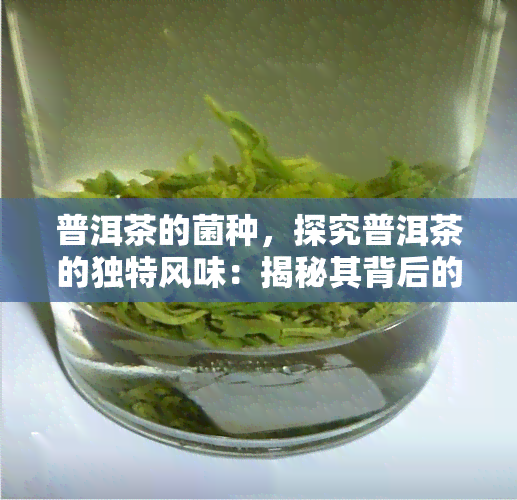 普洱茶的菌种，探究普洱茶的独特风味：揭秘其背后的关键菌种