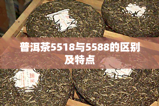 普洱茶5518与5588的区别及特点