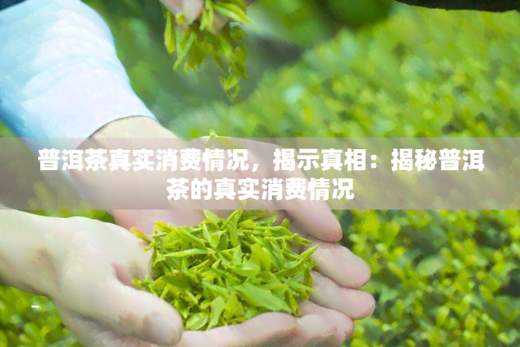 普洱茶真实消费情况，揭示真相：揭秘普洱茶的真实消费情况