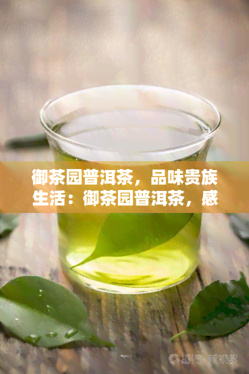 御茶园普洱茶，品味贵族生活：御茶园普洱茶，感受茶香与历的交融