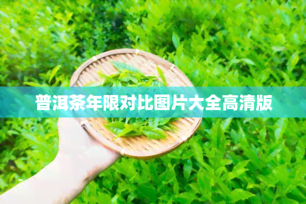 普洱茶年限对比图片大全高清版