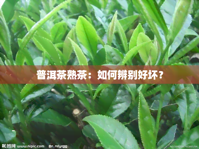 普洱茶熟茶：如何辨别好坏？