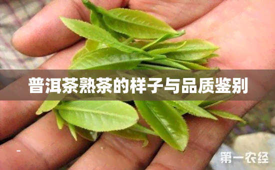 普洱茶熟茶的样子与品质鉴别