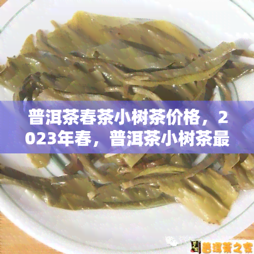 普洱茶春茶小树茶价格，2023年春，普洱茶小树茶最新市场价格一览