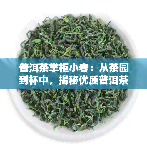 普洱茶掌柜小春：从茶园到杯中，揭秘优质普洱茶的故事