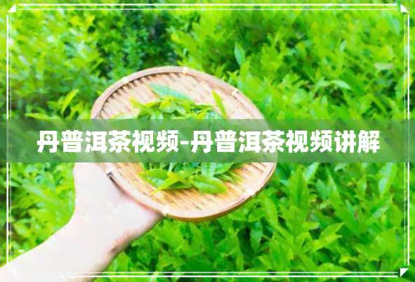 丹普洱茶视频-丹普洱茶视频讲解