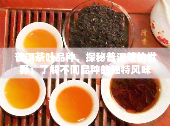 普洱茶叶品种，探秘普洱茶的世界：了解不同品种的独特风味与保健功效