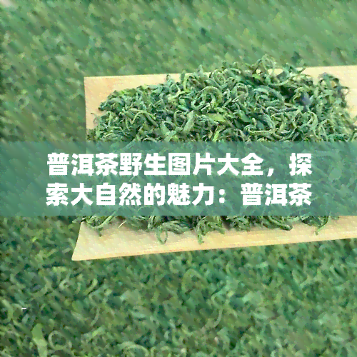 普洱茶野生图片大全，探索大自然的魅力：普洱茶野生图片大全