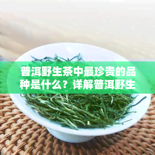 普洱野生茶中最珍贵的品种是什么？详解普洱野生茶的特点与分类