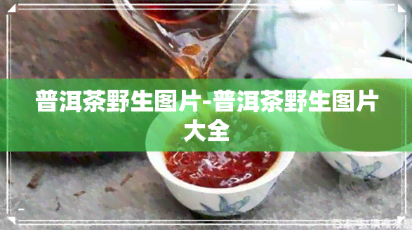 普洱茶野生图片-普洱茶野生图片大全