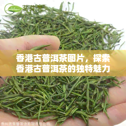 古普洱茶图片，探索古普洱茶的独特魅力：精美图片展示