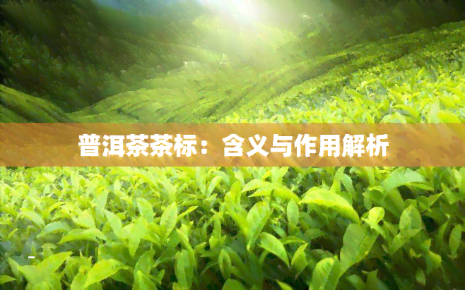 普洱茶茶标：含义与作用解析