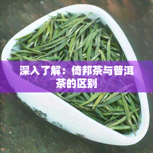 深入了解：倚邦茶与普洱茶的区别