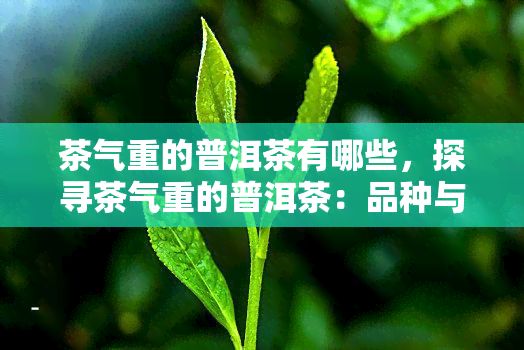 茶气重的普洱茶有哪些，探寻茶气重的普洱茶：品种与特点解析