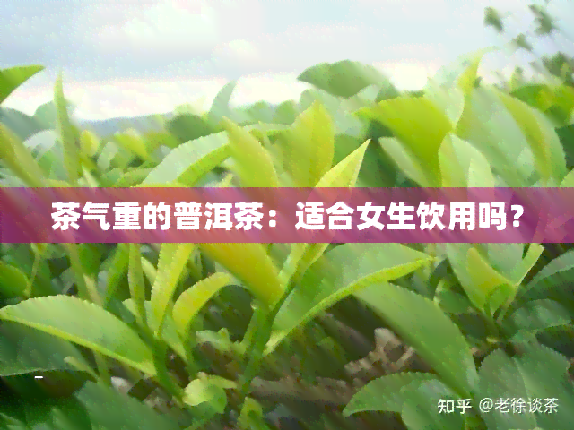 茶气重的普洱茶：适合女生饮用吗？