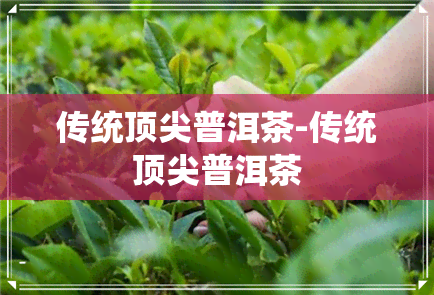 传统顶尖普洱茶-传统顶尖普洱茶