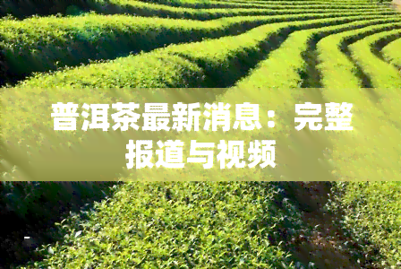 普洱茶最新消息：完整报道与视频