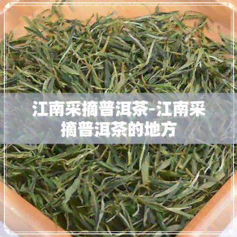 江南采摘普洱茶-江南采摘普洱茶的地方