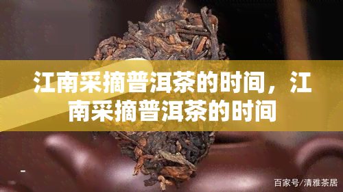 江南采摘普洱茶的时间，江南采摘普洱茶的时间