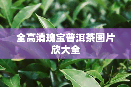 全高清瑰宝普洱茶图片欣大全