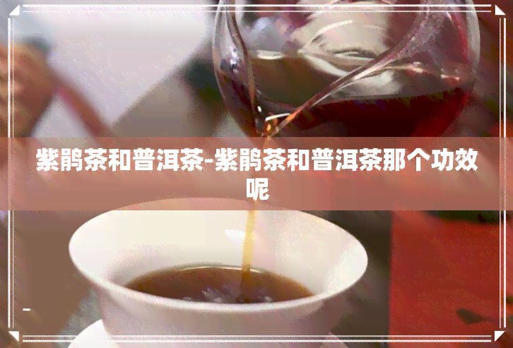 紫鹃茶和普洱茶-紫鹃茶和普洱茶那个功效呢