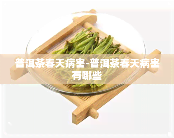 普洱茶春天病害-普洱茶春天病害有哪些