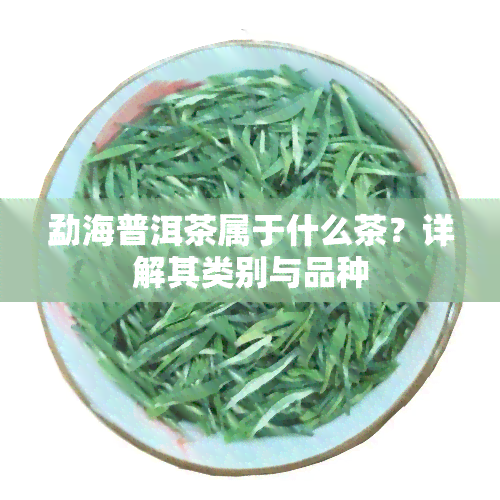 勐海普洱茶属于什么茶？详解其类别与品种