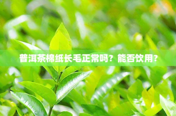 普洱茶棉纸长毛正常吗？能否饮用？