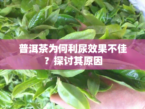 普洱茶为何利尿效果不佳？探讨其原因