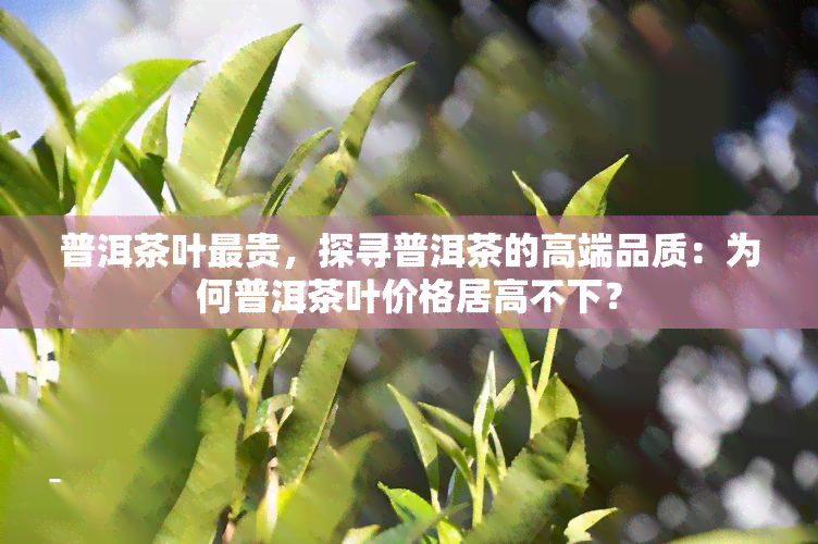 普洱茶叶最贵，探寻普洱茶的高端品质：为何普洱茶叶价格居高不下？