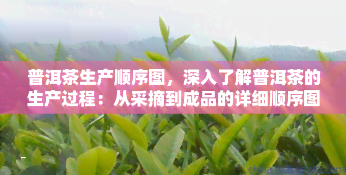 普洱茶生产顺序图，深入了解普洱茶的生产过程：从采摘到成品的详细顺序图