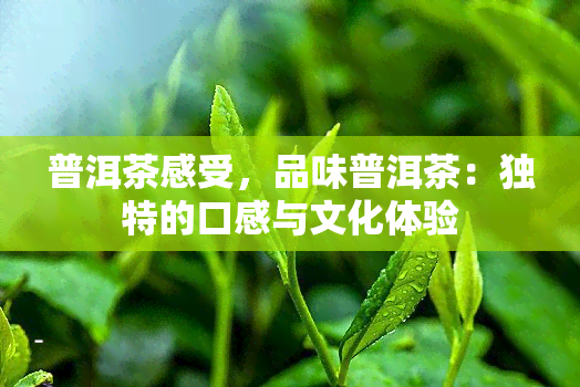 普洱茶感受，品味普洱茶：独特的口感与文化体验