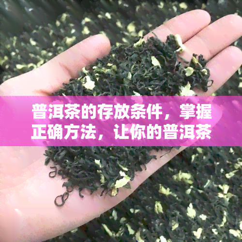 普洱茶的存放条件，掌握正确方法，让你的普洱茶存放心仪！——普洱茶存放条件详解