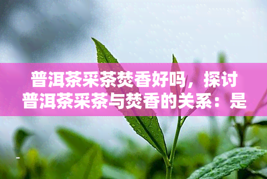 普洱茶采茶焚香好吗，探讨普洱茶采茶与焚香的关系：是否有助于提升品茗体验？