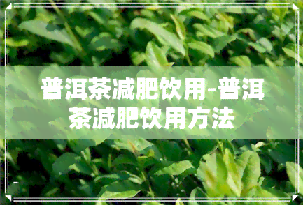 普洱茶减肥饮用-普洱茶减肥饮用方法